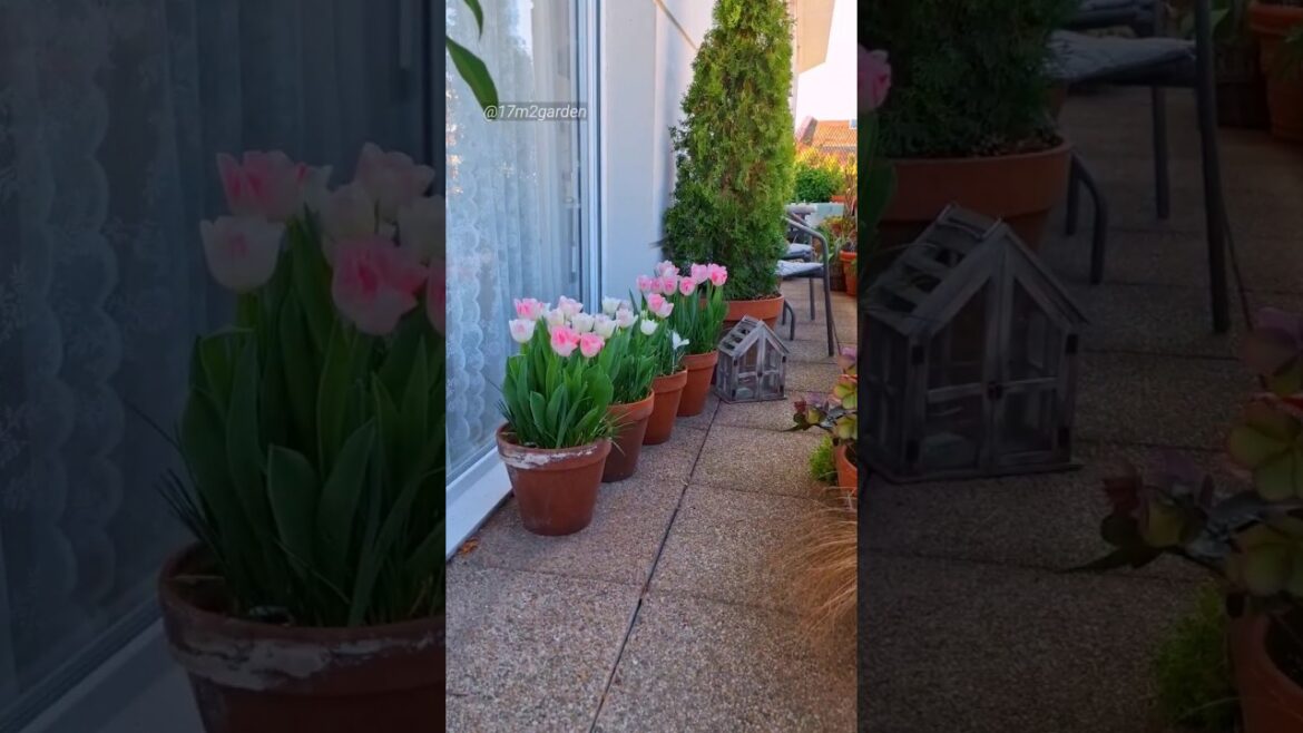 Tulip 'Infinity' In My Balcony Garden #containergarden #springbulbs #balconygarden