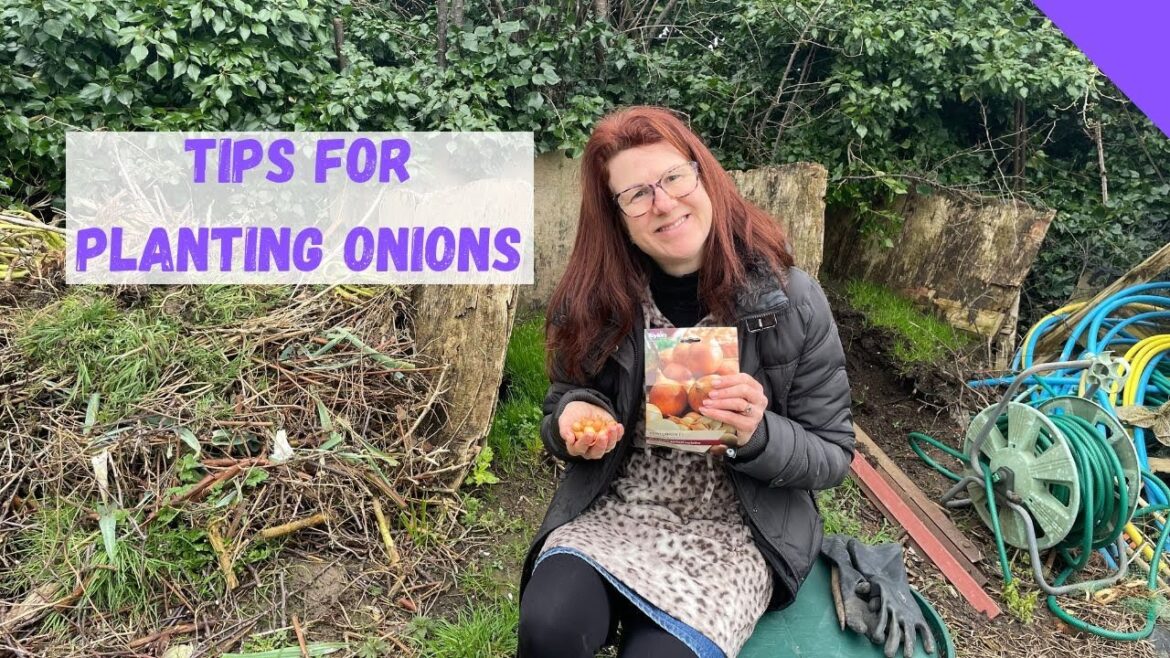 Tips For Planting Onions Sets – Vegetable Gardening For Beginners At Home Tips For Planting Onions Sets - Vegetable Gardening For Beginners At Home