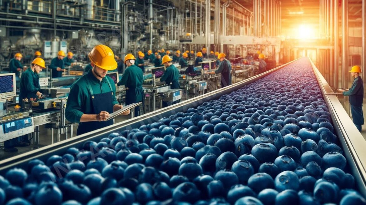 Revolutionizing Blueberry Farming: Harnessing AI to Process Thousands of Blueberries – Agriculture Revolutionizing Blueberry Farming: Harnessing AI to Process Thousands of Blueberries - Agriculture