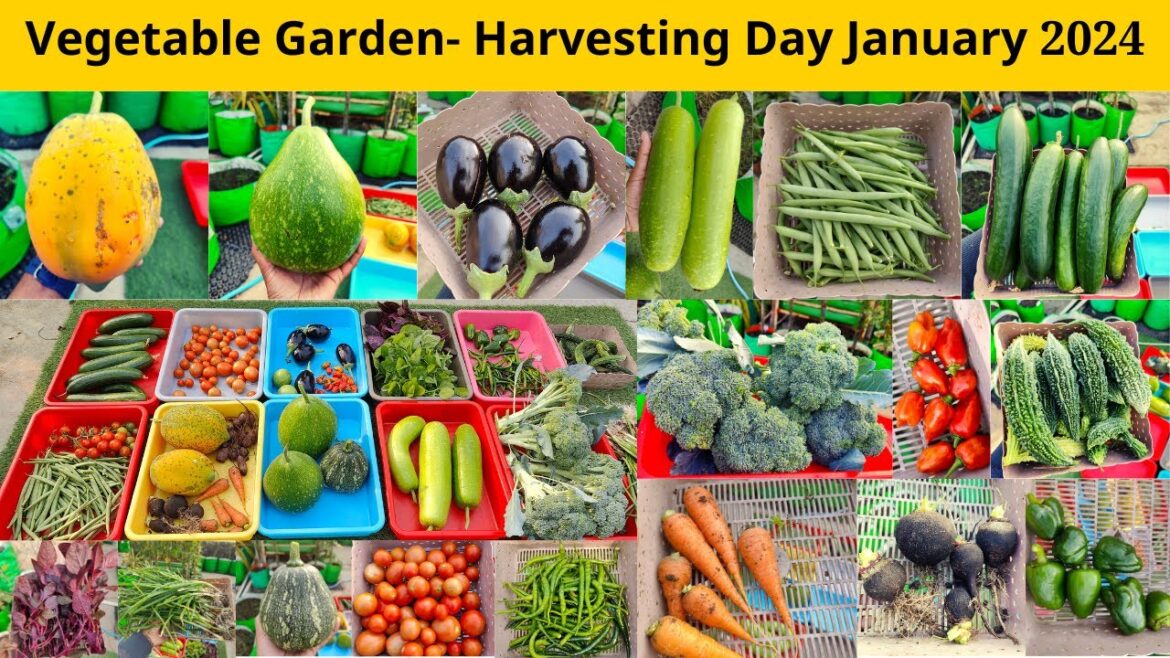 Vegetable Garden- Harvesting Day Jan 2024 | Harvesting Fruits Vegetables India | Terrace & Gardening Vegetable Garden- Harvesting Day Jan 2024 | Harvesting Fruits Vegetables India | Terrace & Gardening