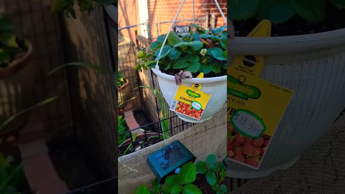 Growing Strawberries in Containers | Taste Test #strawberry #garden #shorts