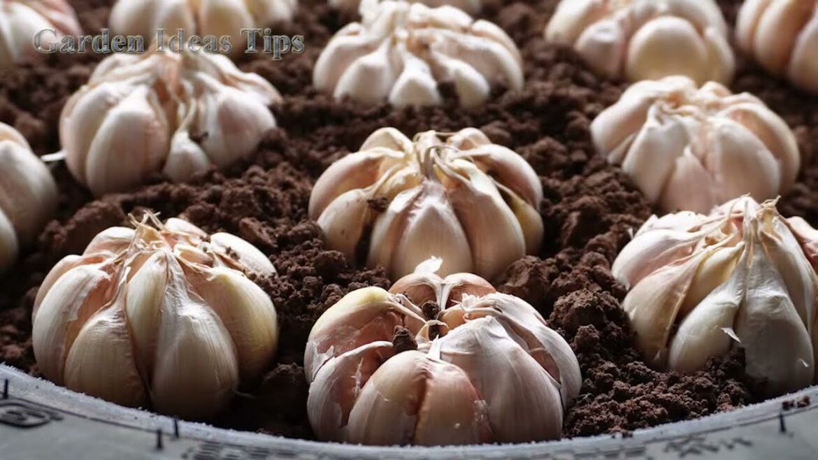 365 How to Grow Garlic Vegetable Gardening Tips on Balconies and Rooftops