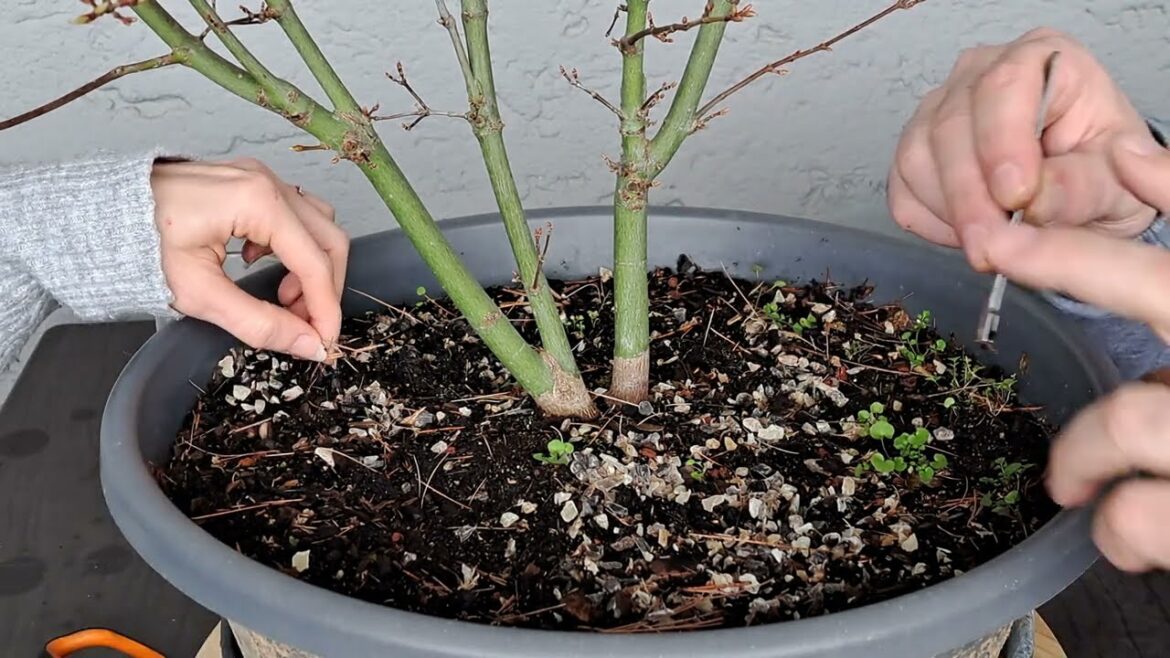Spring Clean up of our Bonsai from grocery store Japanese Maple and Orange Dream Maple 03-12-2024