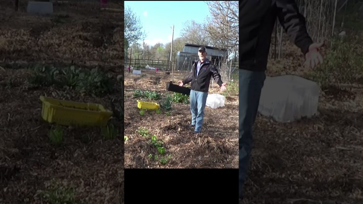 Shovel in a no til garden Shovel in a no til garden