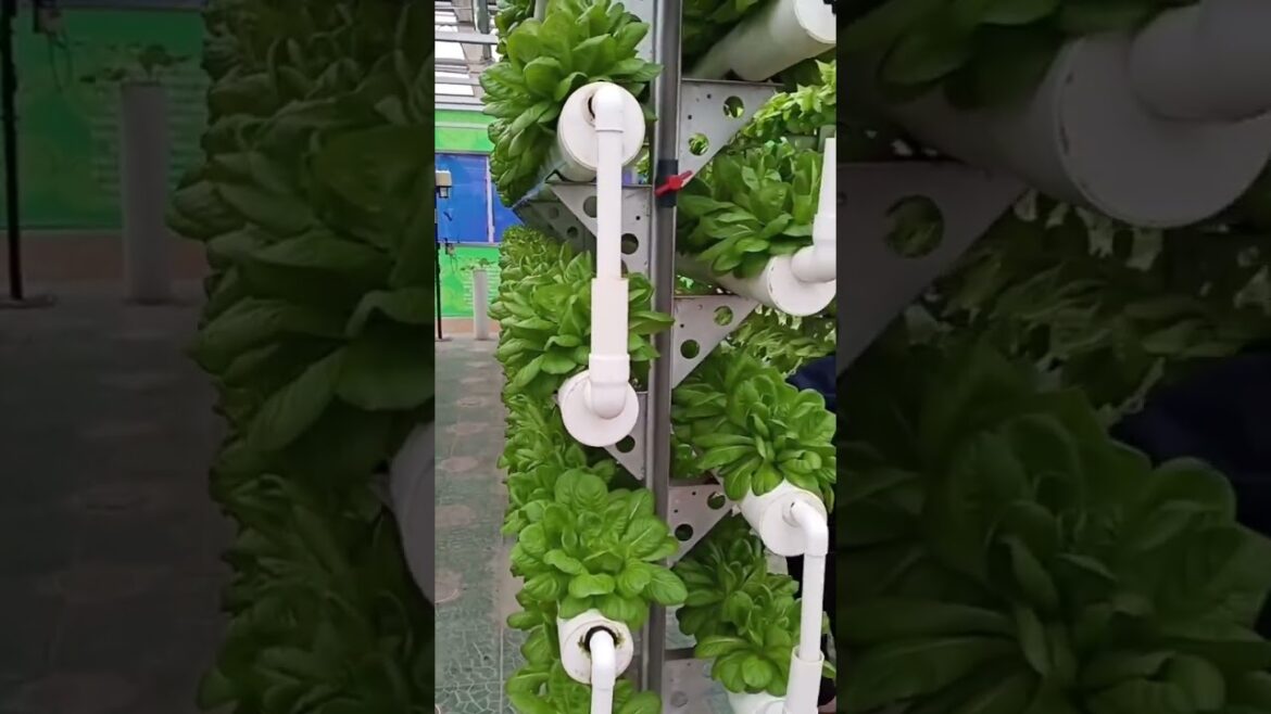 Soil-less vegetables harvest in China #agriculture #tech #china #shorts