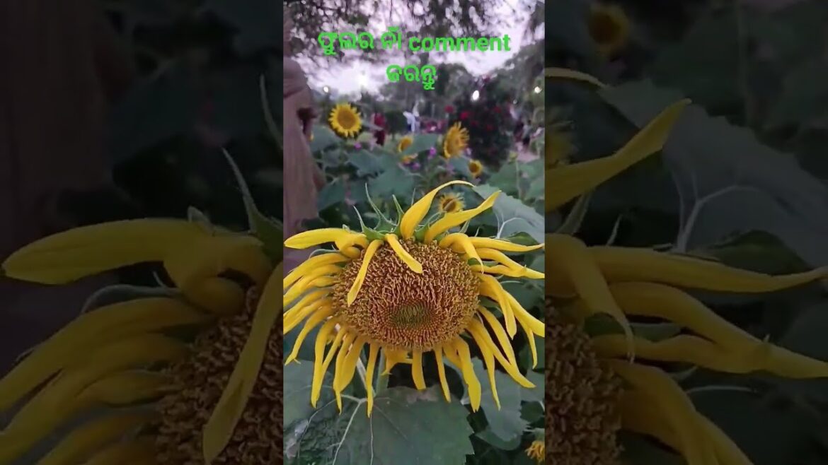 ଫୁଲର ନାଁ କଣ #flower #flowergarden #flowers #park #name #flower name #trends #reels #ytshorts #gulu