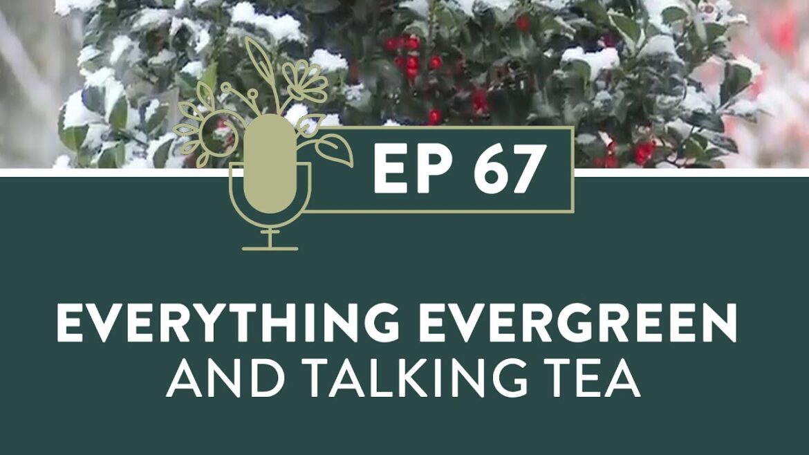 Everything You Need To Know About Evergreens and Talking Tea With Debra Knapke | 67