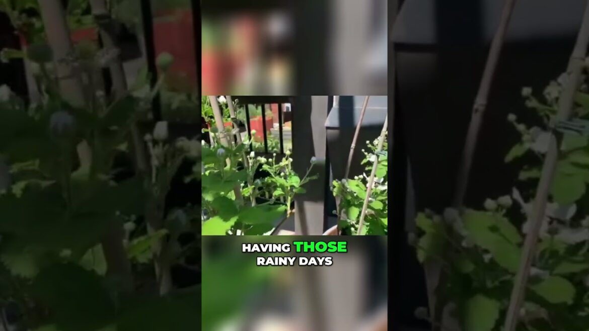 Top Tips for Proper Container Gardening Nutrients #growingfruit #containergardening