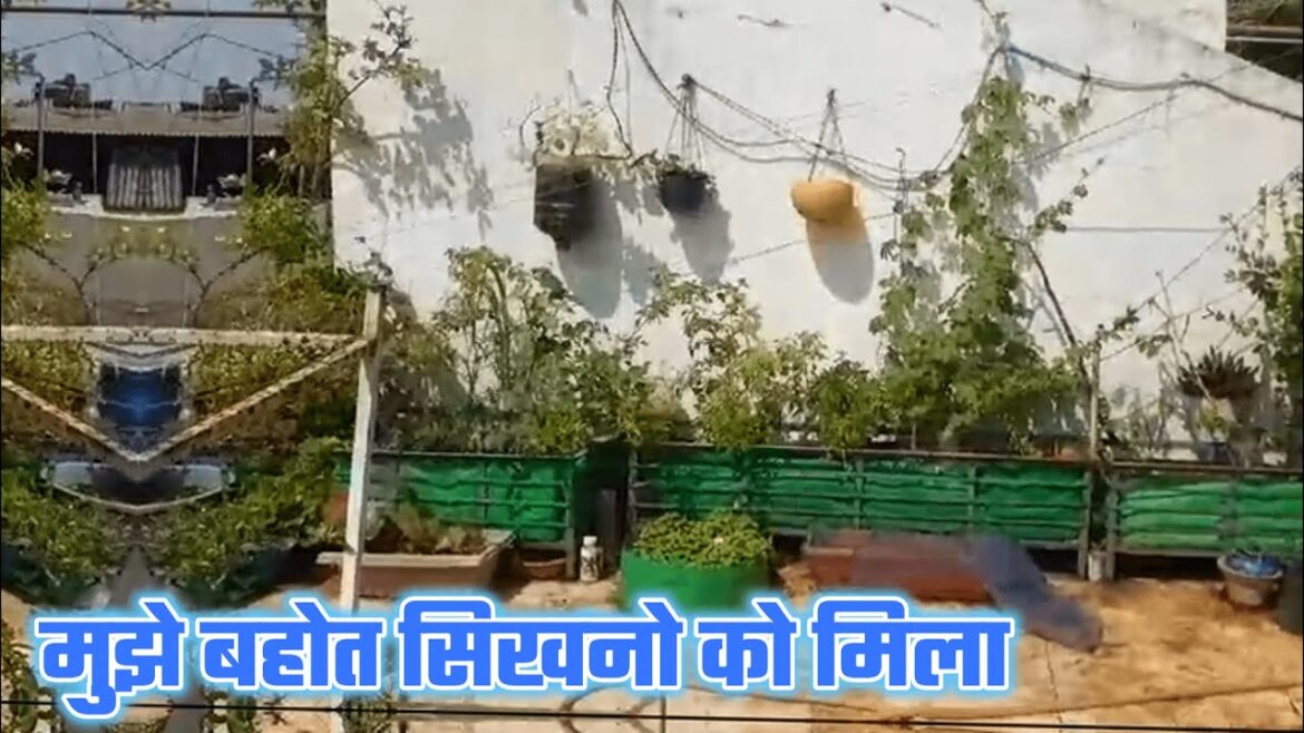 Terrace Gardening Ke Baad Meri Tabbet Acchi Rehati Hai.