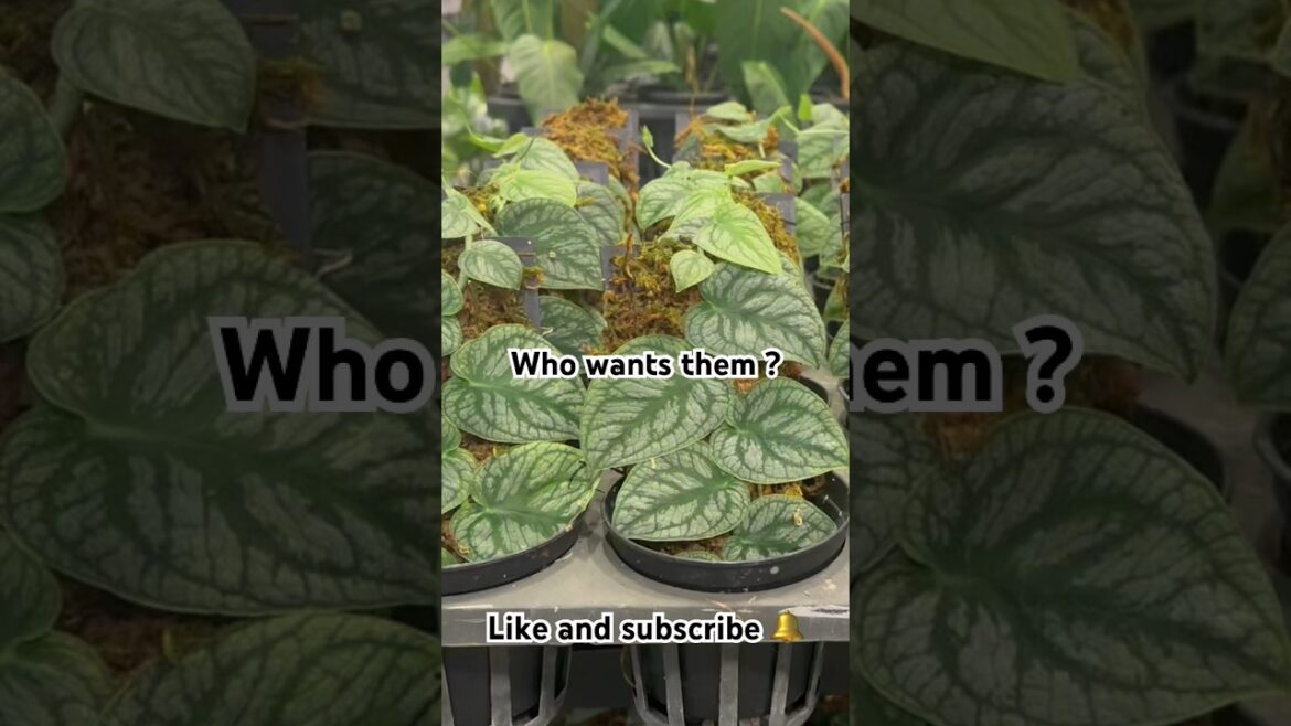 Monsters Dubia and others available 🫶 #gardener #gardeningtips #diygardening