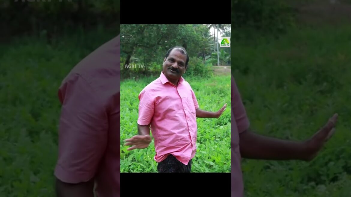 തനി നാടൻ തണ്ണിമത്തൻ വേണോ! വിനോദേട്ടന്റെ കൃഷിയിടത്തിലേക്ക് പോന്നോളൂ #watermelonfarming