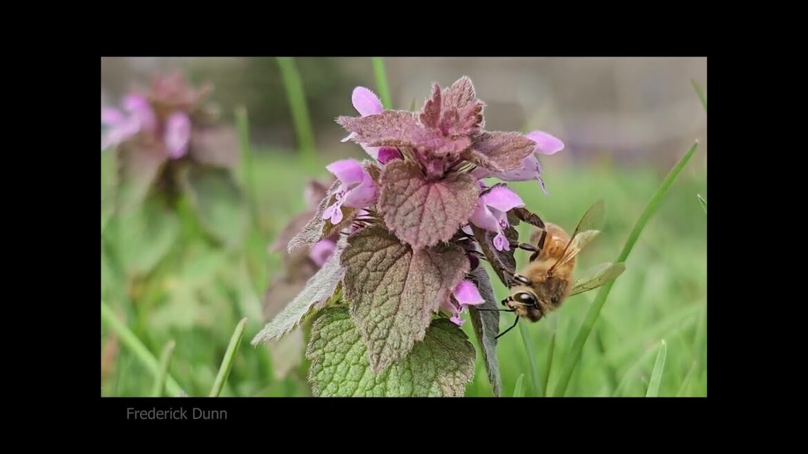 Deadnettle Plants for Pollinators, A ground cover that fills shady spots, benefits honey bees. Deadnettle Plants for Pollinators, A ground cover that fills shady spots, benefits honey bees.
