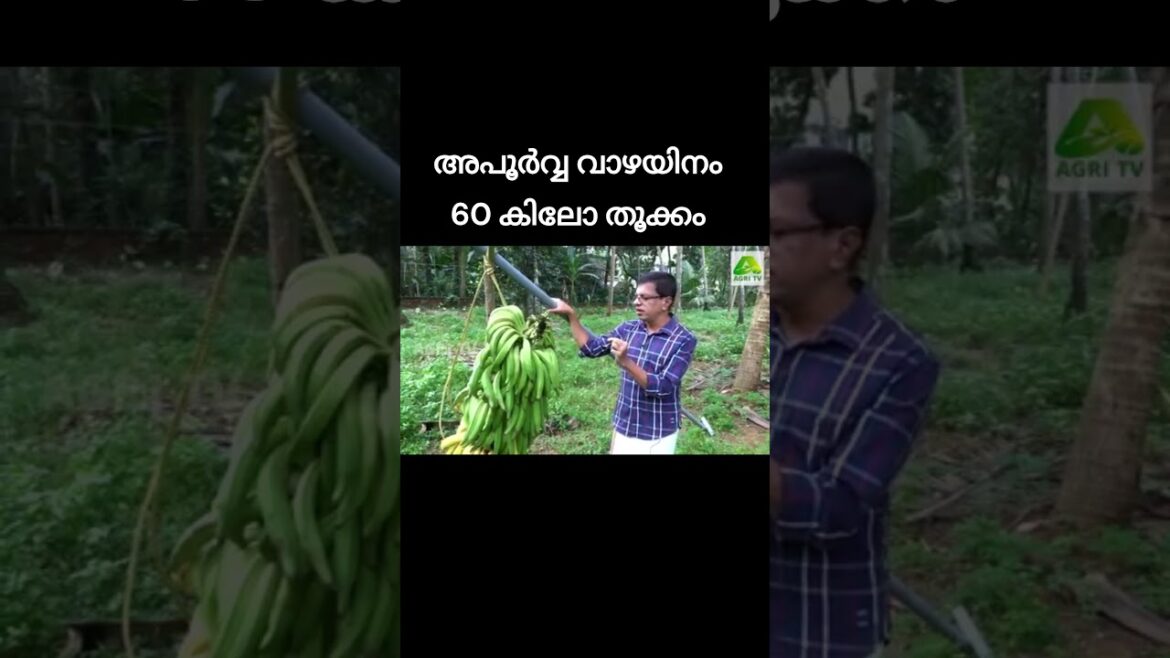 കൗതുകമായി ഭീമൻ വാഴക്കുല! നാട്ടിലെ താരമാണ് ഈ അപൂർവ്വയിനം വാഴ #bananafarming