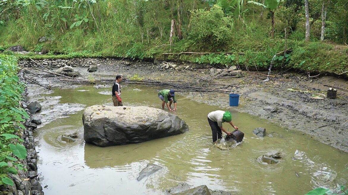 Mountain Life: Firewood Sword, Gardening, Fish Harvesting, Cleaning House for Lunar New Year |EP. 27