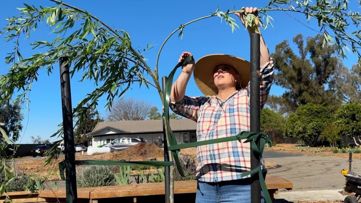 Productive Day in the Garden and FINALLY Planting the TEMPLE OF BLOOM!