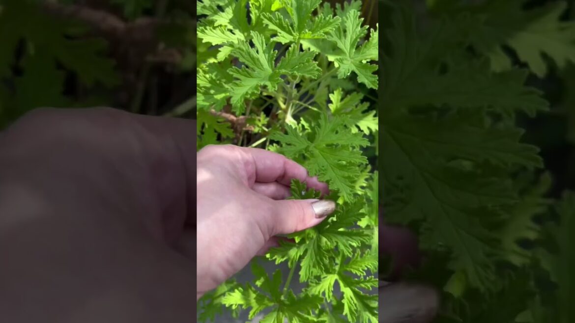 Citronella Plants - Do you Have Yours? #youtubeshorts #shorts #gardening #gardeningtips #citronella