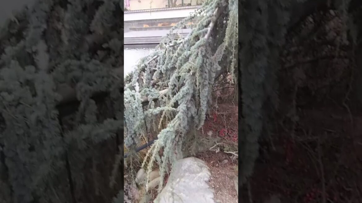 Ikeda Japanese Garden in Penticton.   #shorts