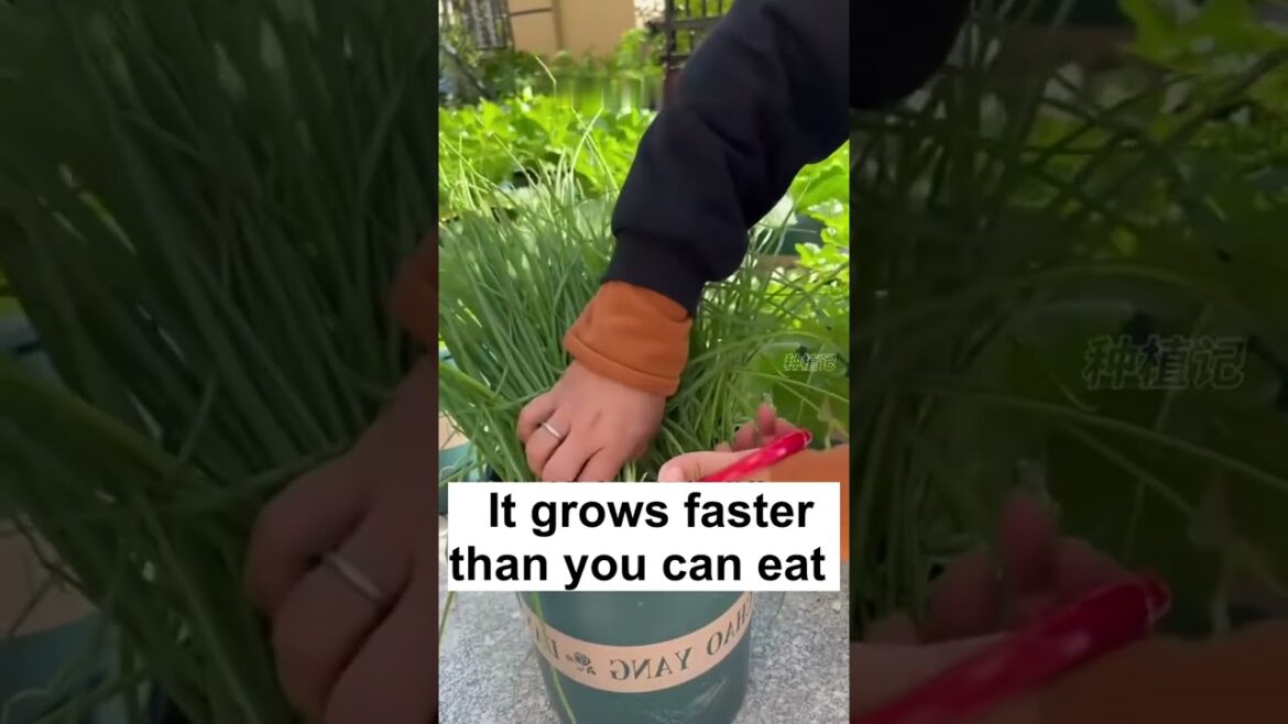 Endless Greens: Grow Chives from Scallions on Your Balcony! Endless Greens: Grow Chives from Scallions on Your Balcony!