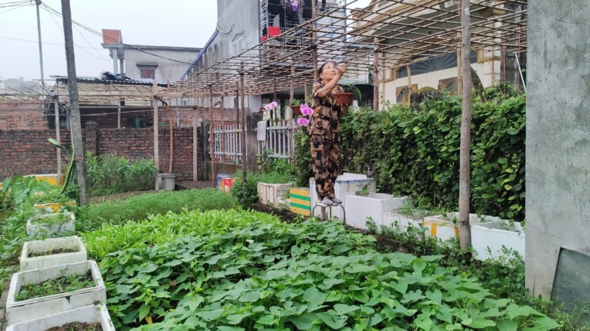 Vegetable gardening, grow sweet potatoes, cook, feed the chicken | mother's life