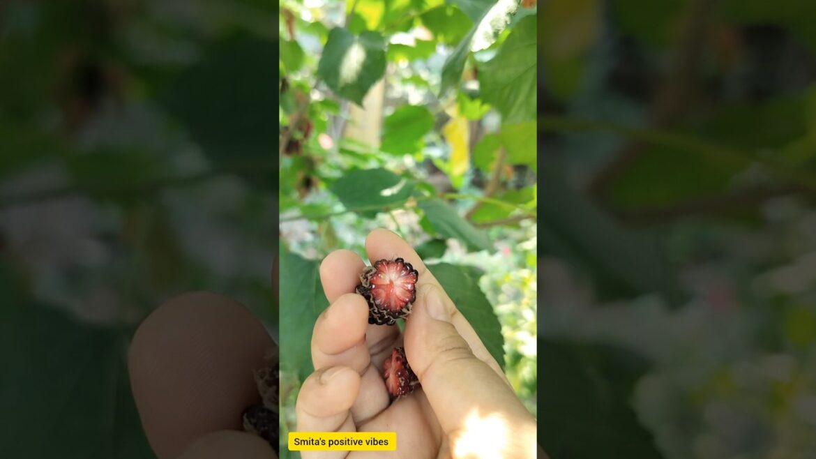 #amazing fruits #berries #viral #shorts#kitchengarden #smita