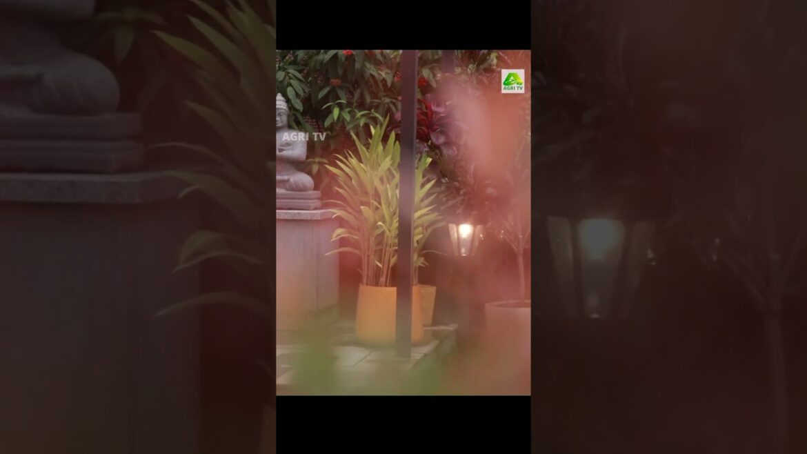 ഇത്രയ്ക്കും ക്രിയേറ്റീവായ ഒരിടം കൊച്ചിയിൽ വേറെയുണ്ടോ! ഇതാണ് ആ സെലിബ്രിറ്റി സ്പോട്ട് #homegarden