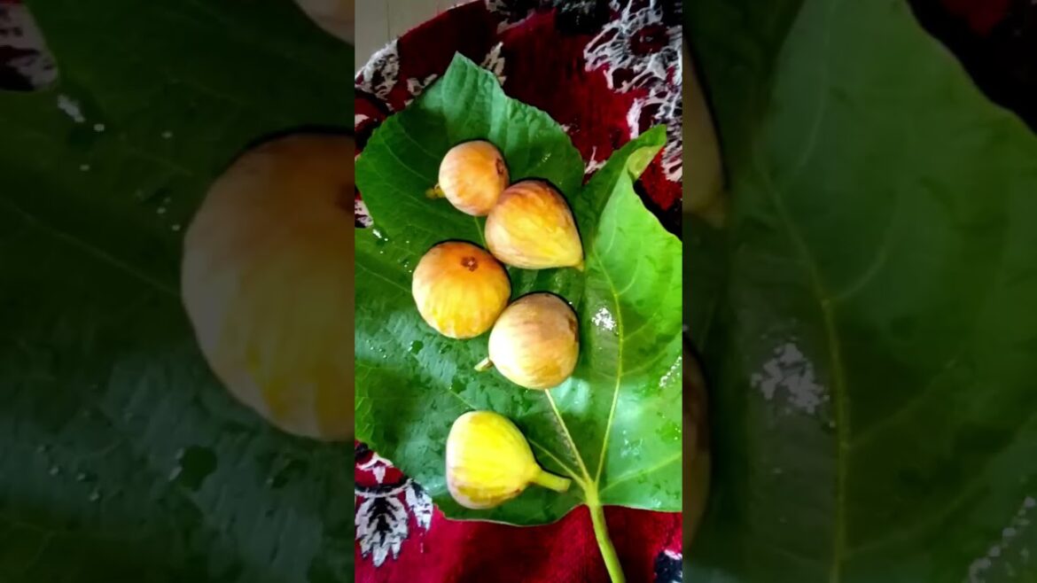 how to harvest fig fruit #shorts how to harvest fig fruit #shorts