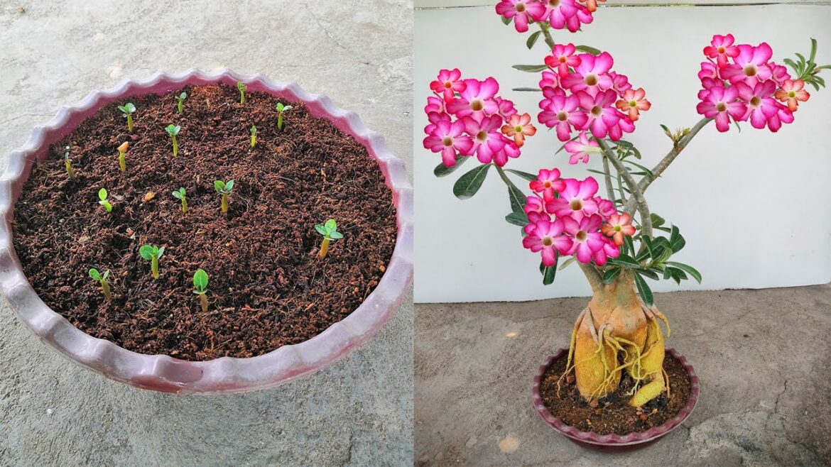 Growing adenium from seeds | Ultimate guide to successful adenium seed germination!