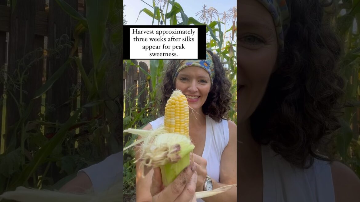 Grow Sweet Corn in Raised Beds #vegetablegardening