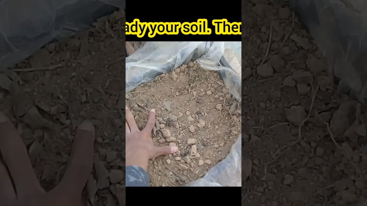 #short Easy way/ How to grow/ Growing ladyfinger | Short gardening  #gardening #dubaigarden #shorts