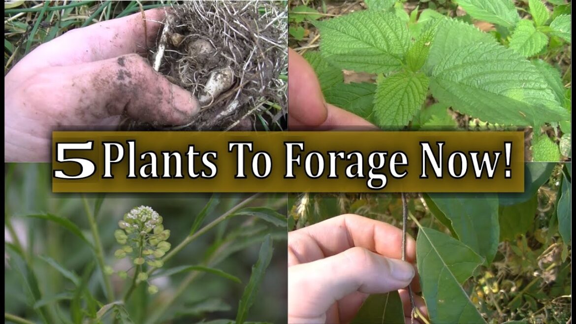 5 BEST Plants to Forage RIGHT NOW!!