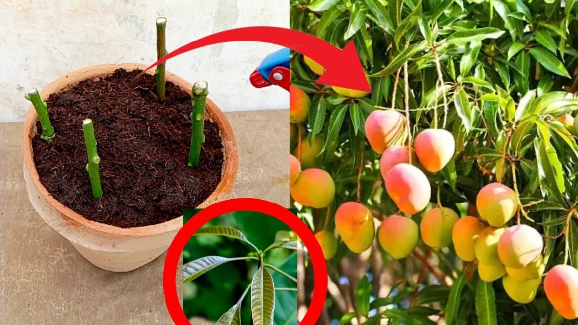 Best method to grow mango plant by cutting 🥭|planting in summer 2024