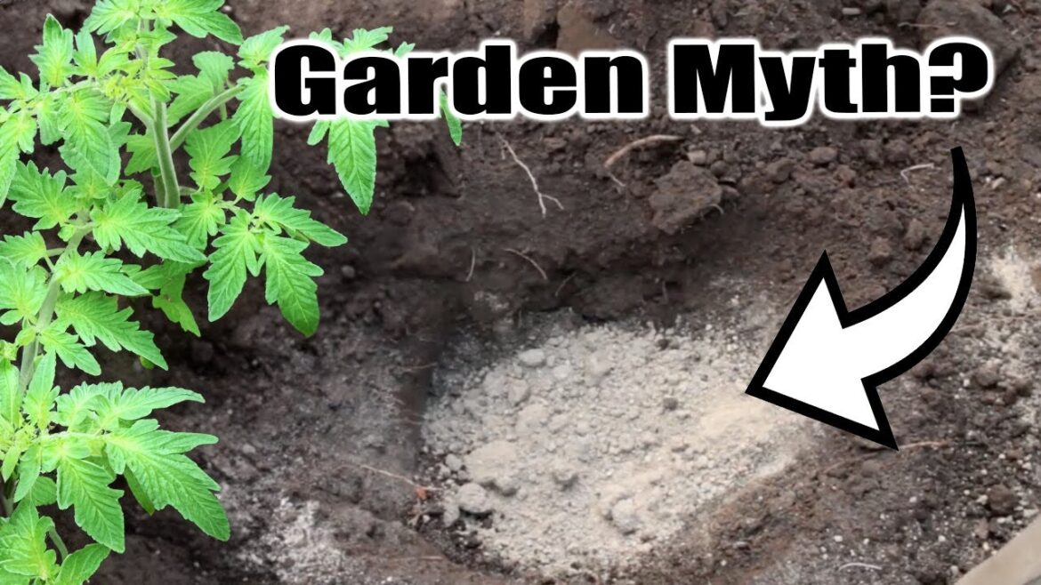 Top 10 Garden MYTHS... BUSTED!