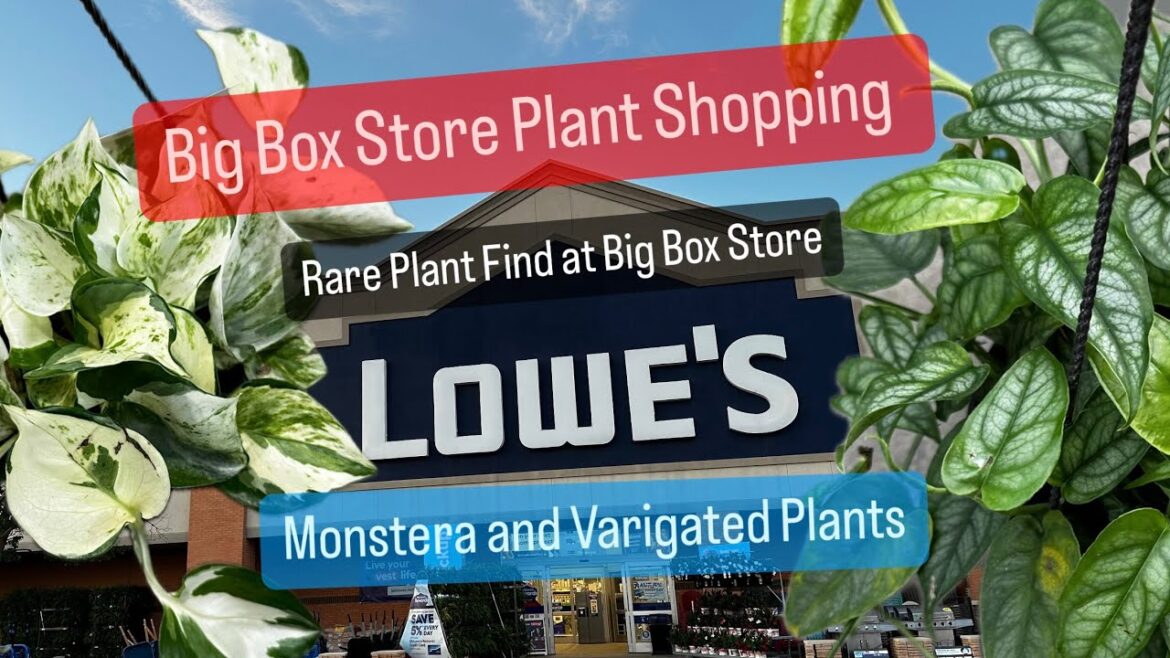 Big Box Store Plant Shopping Lowes Rare Plant Find Cheap Outdoor Plants Big Box Store Plant Shopping Lowes Rare Plant Find Cheap Outdoor Plants
