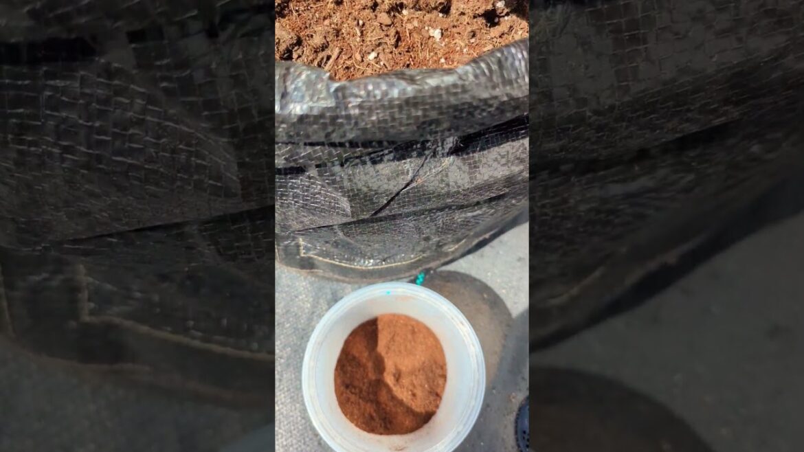 This Works as Fertilizer and Pest Repellent in your garden #gardening  #viral #plants