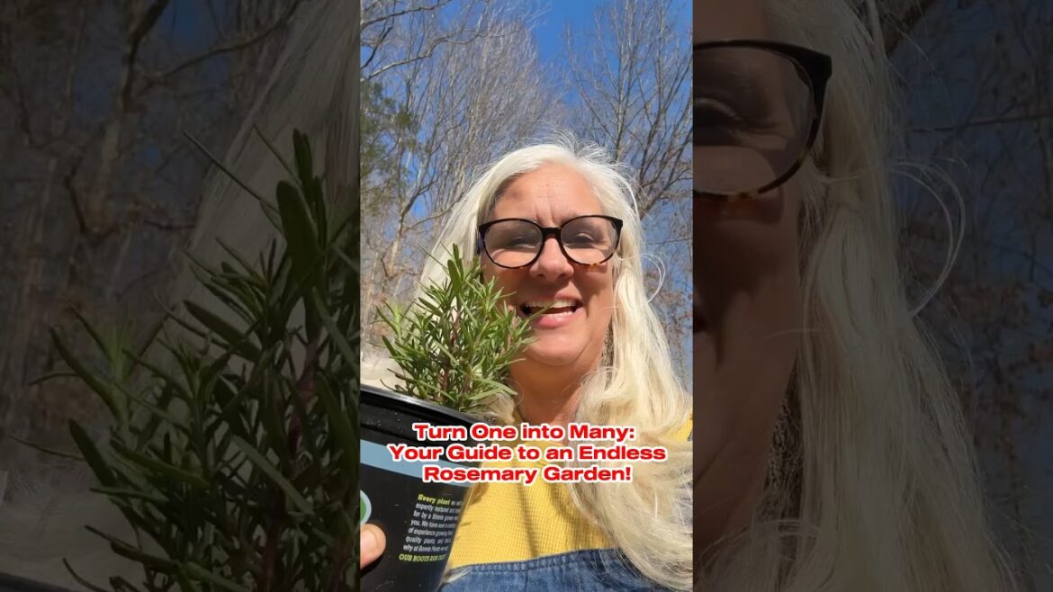 Turning One Plant into Many: Guide to Endless Rosemary #gardening #rosemary #gardenhacks Turning One Plant into Many: Guide to Endless Rosemary #gardening #rosemary #gardenhacks