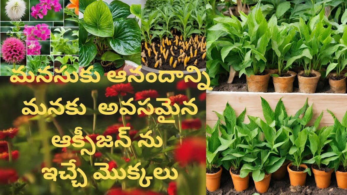 ఆహ్లాదకరమైన వాతావరణంలో అందమైన పూల తోటలు#beautiful#gardening#organic @veena.star1234
