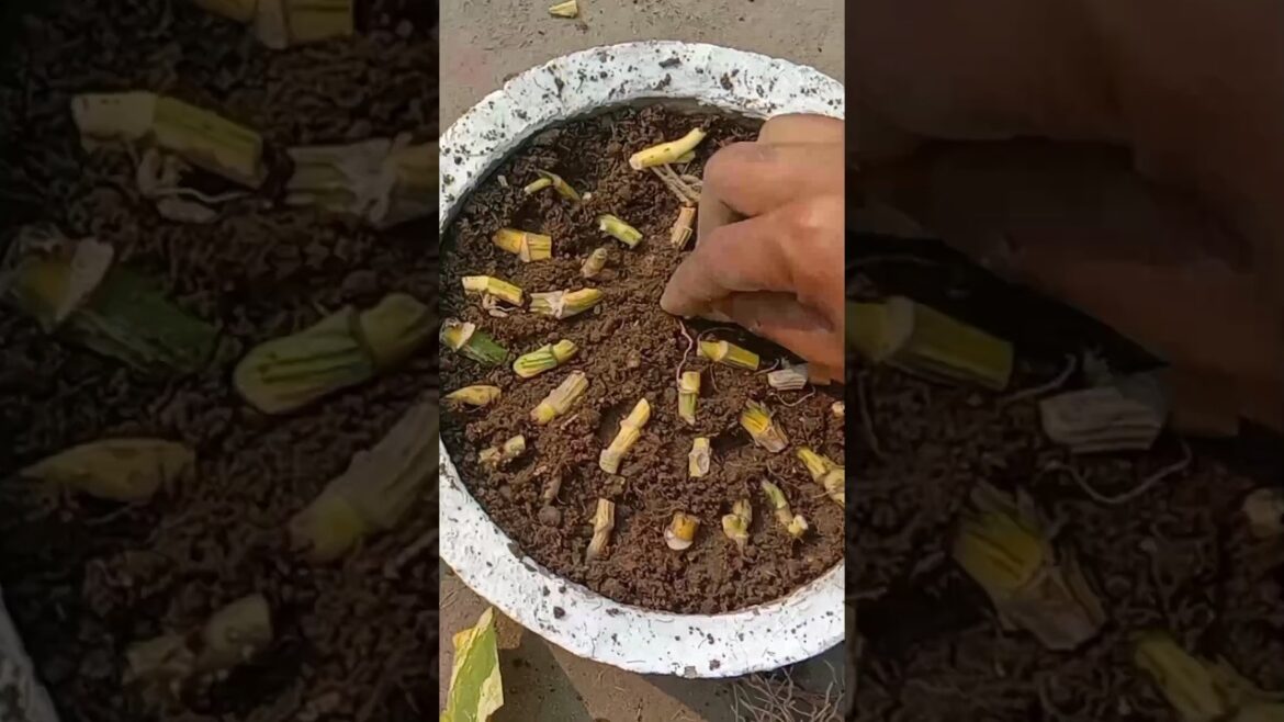 एक बार में सैकड़ों money plant 😍 #moneyplant #flowers #gardening #garden #plants #gardendecor एक बार में सैकड़ों money plant 😍 #moneyplant #flowers #gardening #garden #plants #gardendecor