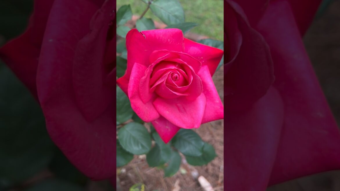 Dothan Botanical Gardens.          Rose Garden #gardening #gardendesign #garden #rose