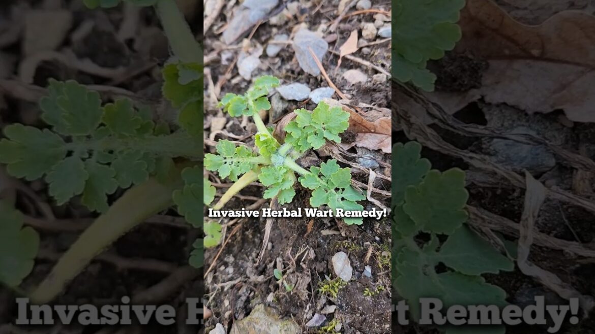 Invasive Herb is Wart Remedy