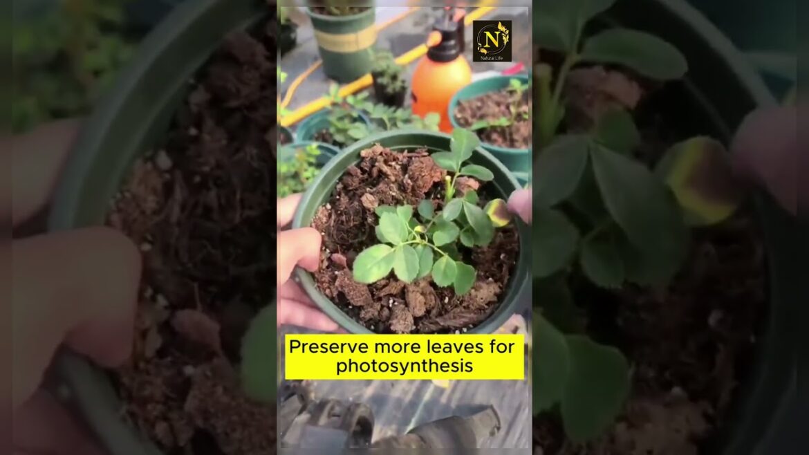Drop ️ if you want more posts like this How to create many buds for flowers #viral #shorts Drop ️ if you want more posts like this How to create many buds for flowers #viral #shorts