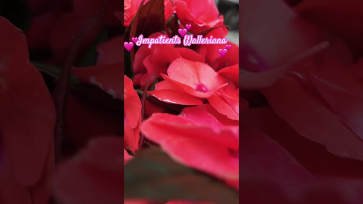 Busy Lizzie             #spring #garden #flowers #fypシ #beautiful #nature #gardenscapes #shortsfeed