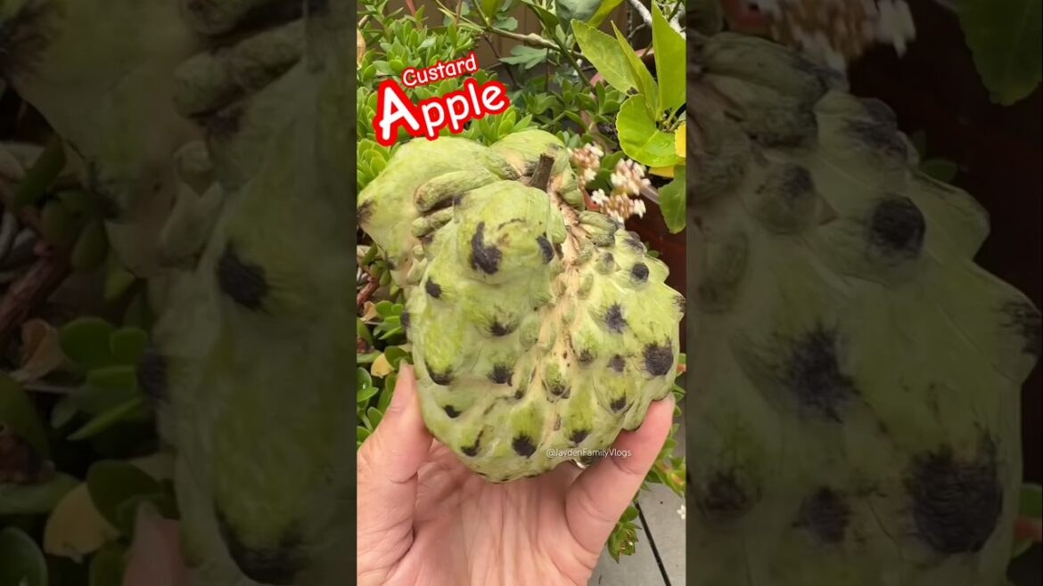 Custard Apple 😱 #shorts #fruit #satisfying #enjoy #shortvideo #apple