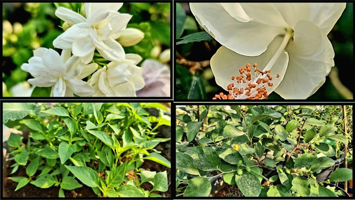 Gardening tips|Usha's Garden|Gardening tips in telugu|Pollination tips for creepers|Jasmine blooms