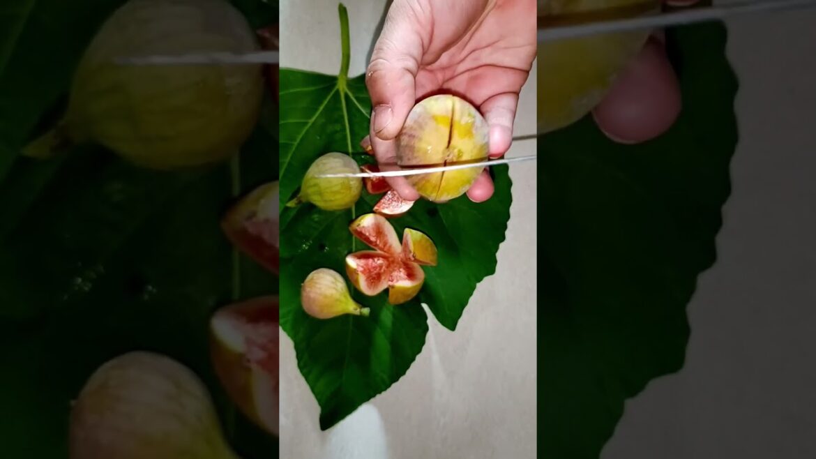 cutting fig fruit in my garden #shorts