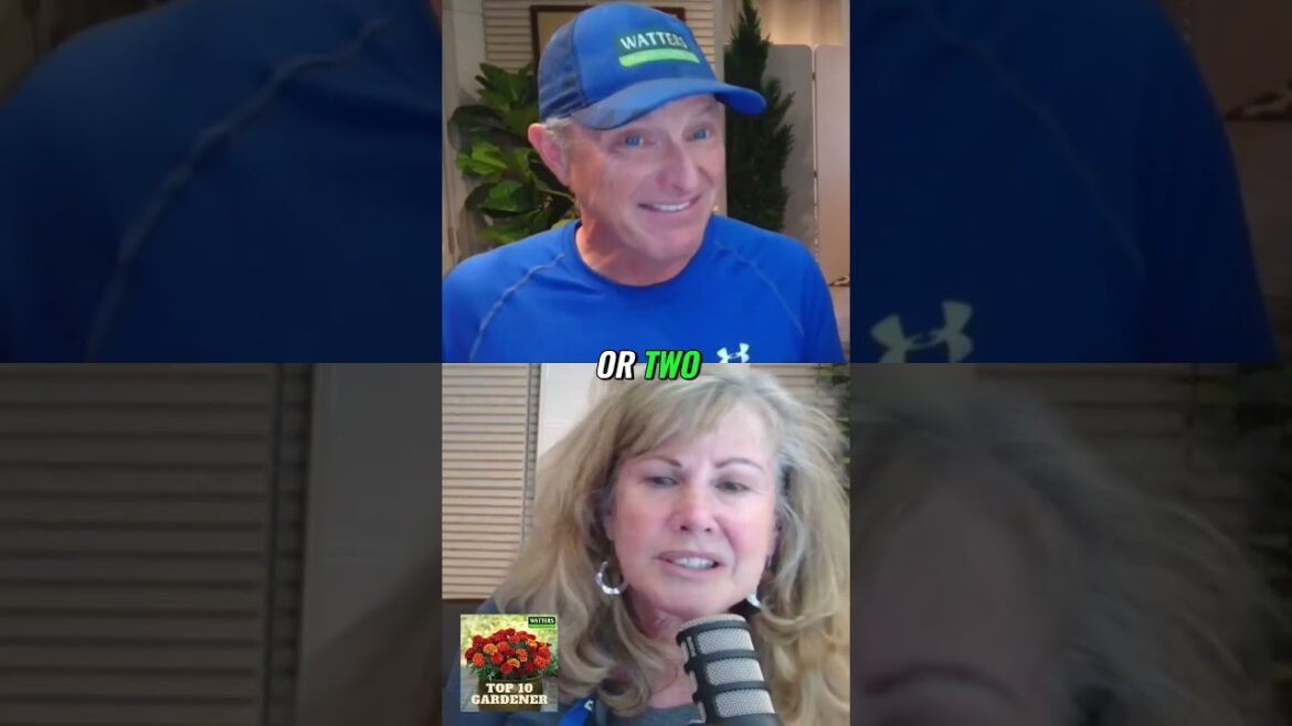 Captivating Red Bud Blooms