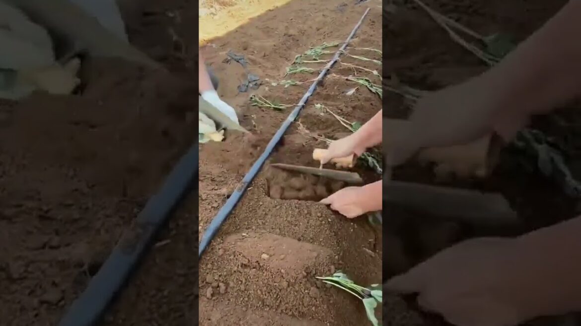 7 4 24 4 #gardening #garden #bonsai #gardenproject #grafting #gardendesign #gardeningt