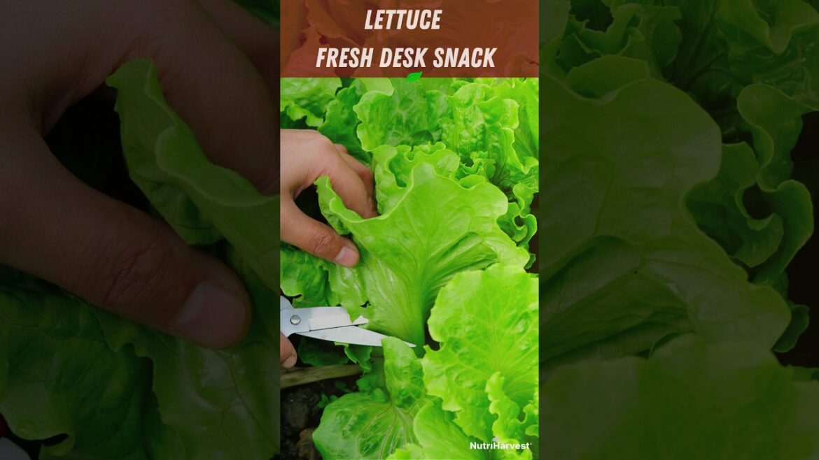 How to Grow Lettuce Leafy and Full! (#1 gardening Tip) #satisfying #garden #shorts #nature How to Grow Lettuce Leafy and Full! (#1 gardening Tip) #satisfying #garden #shorts #nature