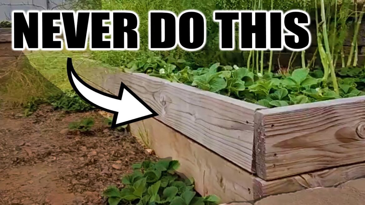California Garden TV: 7 Beginner Raised Bed Garden Mistakes to Avoid 7 Beginner Raised Bed Garden Mistakes to Avoid