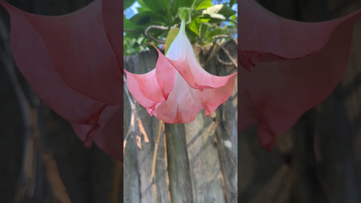 A Beautiful & Maintenance Free Garden For Me to ENJOY! ๐ ๐ชด ๐ธ  #flowers #gardening #garden #diy A Beautiful & Maintenance Free Garden For Me to ENJOY! ๐ ๐ชด ๐ธ  #flowers #gardening #garden #diy