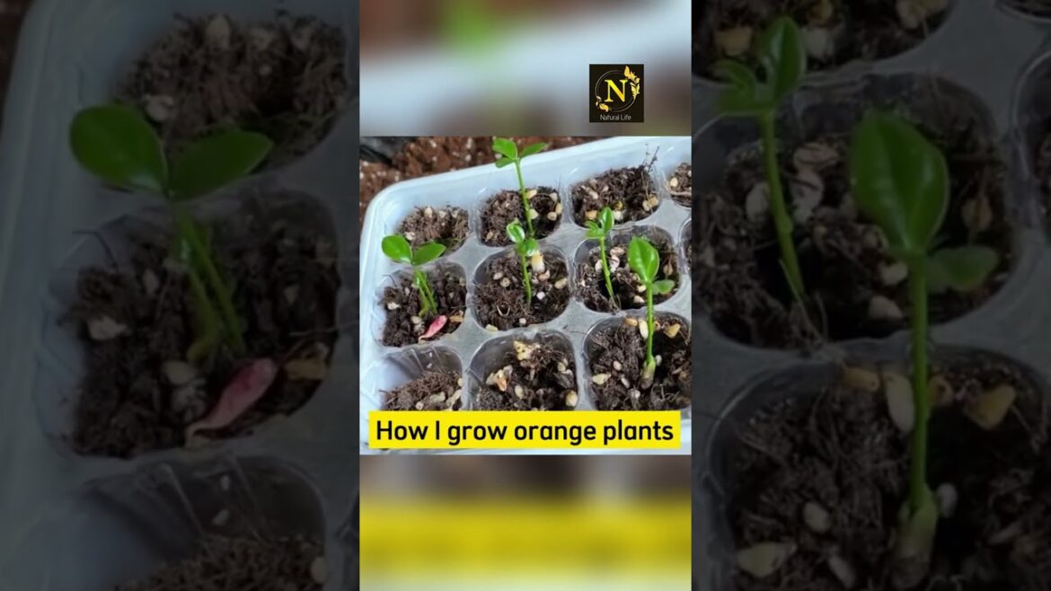 growing orange plant from seed (Planting tips) #garden #plantscorner #houseplants#viral #shorts